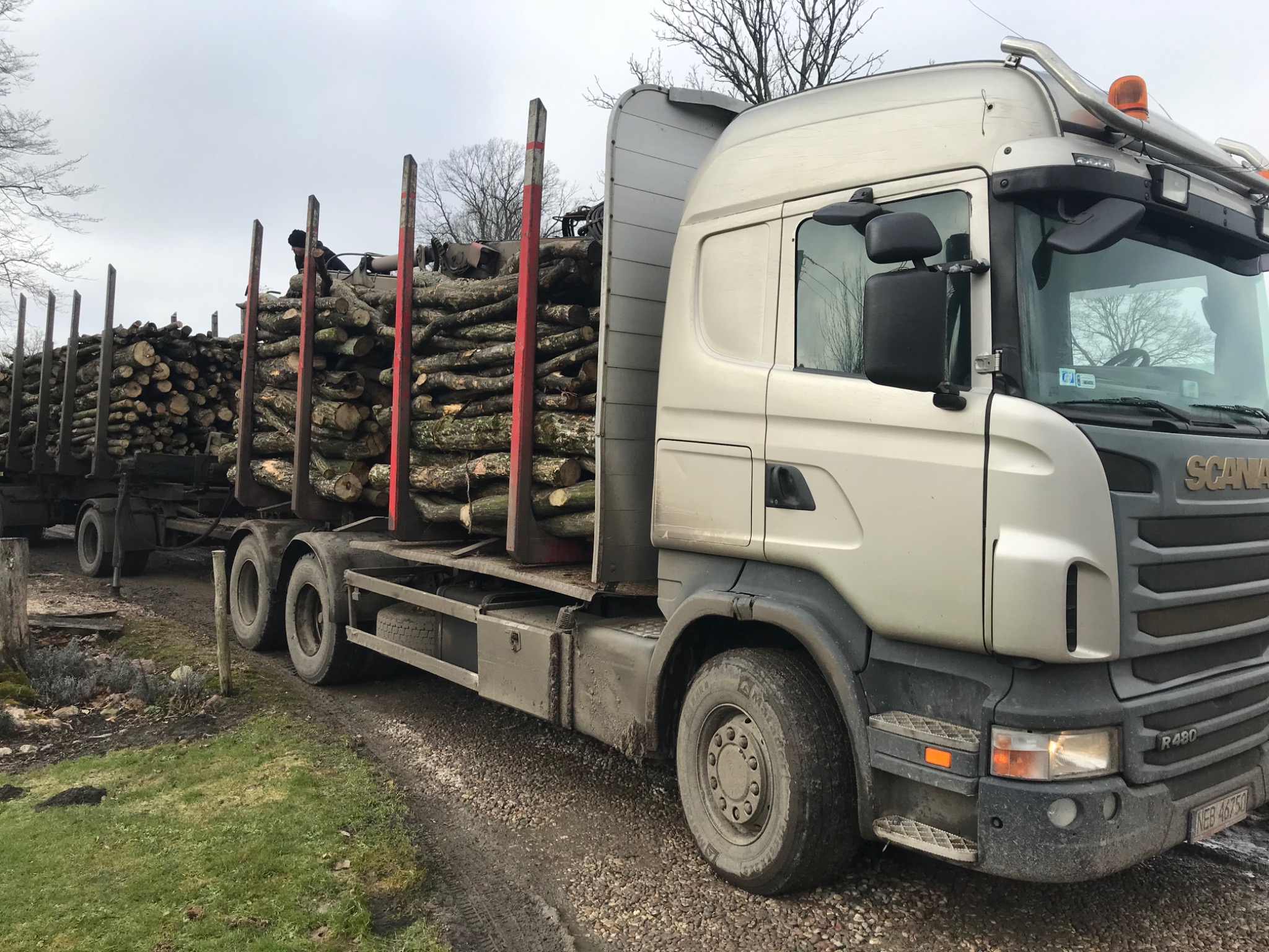 Ciężarówka Scania R480 z przyczepą wypełniona pociętymi kłodami drewna, zaparkowana na błotnistej drodze.