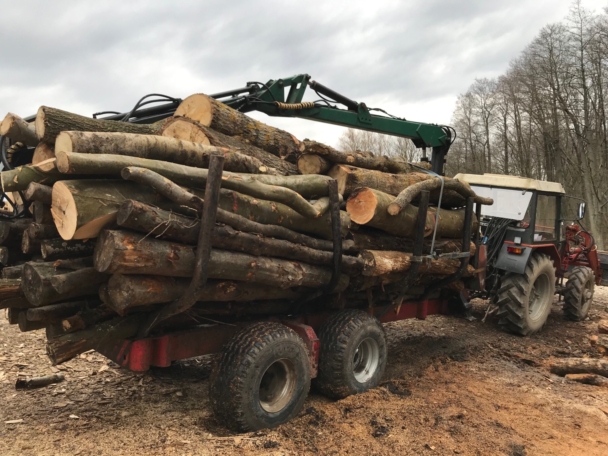 Ciężarówka z przyczepą załadowana świeżo ściętymi kłodami drewna, z żurawiem hydraulicznym, na tle drzew bez liści i pochmurnego nieba.