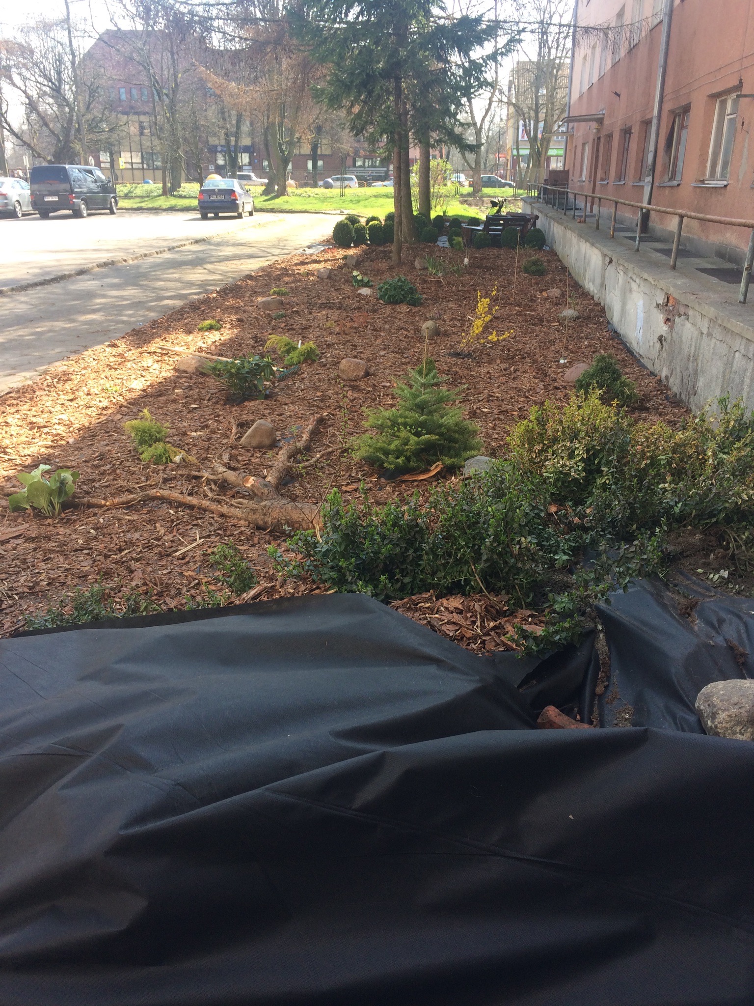 Przygotowanie rabaty: rozłożona czarna agrowłóknina, kora, świeżo posadzone krzewy i drzewka iglaste w przestrzeni miejskiej.