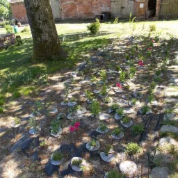 Nowo posadzone rośliny na czarnej folii, zabezpieczone krążkami z otworami, w tle ceglany budynek i drzewo