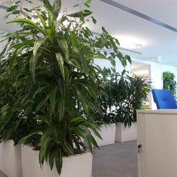 Artanis Paweł Siedlecki - Wnętrze biura z dużą ilością roślin w białych donicach, tworzących zieloną ścianę, widoczny fragment recepcji z niebieskimi krzesłami w tle.