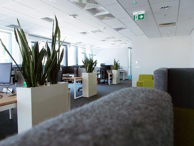 Wnętrze biura w Warszawie z roślinami doniczkowymi w białych, kwadratowych pojemnikach, widoczne stanowiska pracy i szara sofa z bliska.
