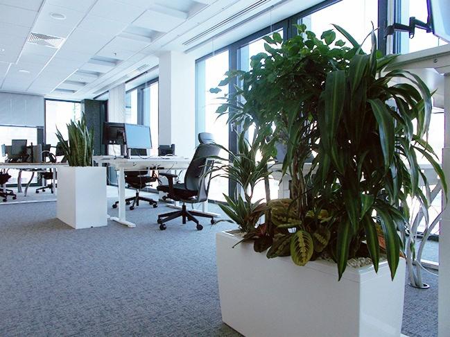 Nowoczesne biuro z dużymi oknami, biurkami i krzesłami, ożywione roślinami w białych, prostokątnych donicach.