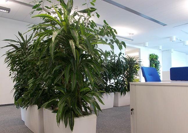 Wnętrze biura z dużą ilością roślin w białych donicach, tworzących zieloną ścianę, widoczny fragment recepcji z niebieskimi krzesłami w tle.