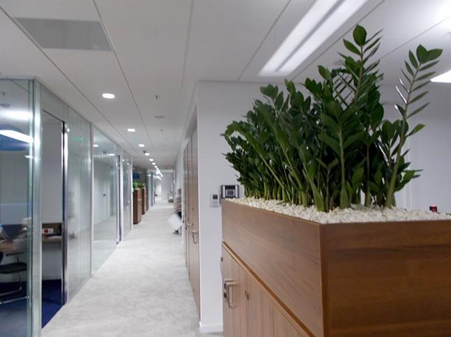 Wnętrze biurowe z roślinami w dużej drewnianej donicy wypełnionej białym kamieniem, widok na długi korytarz z przeszklonymi biurami.