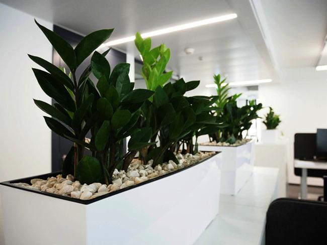 Rząd prostokątnych, białych donic z zielonymi roślinami i białymi kamykami na blacie w nowoczesnym biurze z białymi ścianami i oświetleniem LED.
