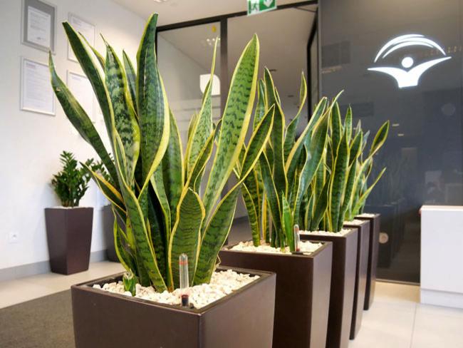 Rząd donic z sansewieriami w minimalistycznych, brązowych donicach, wypełnionych białym żwirem, ustawionych wzdłuż korytarza biurowego z logo firmy na szklanej ścianie.