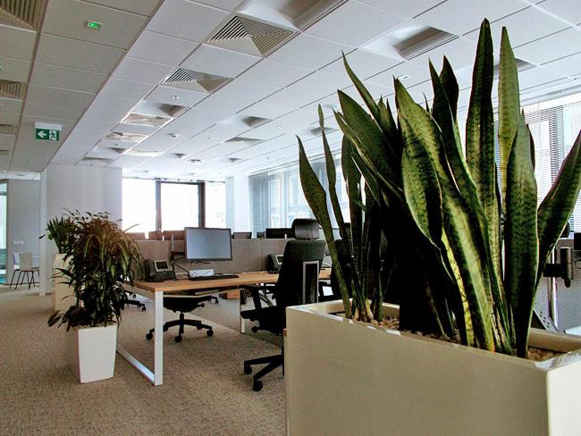 Wnętrze biura z roślinami w donicach: sansewieria w białej, prostokątnej donicy na pierwszym planie, biurka z komputerami w tle.