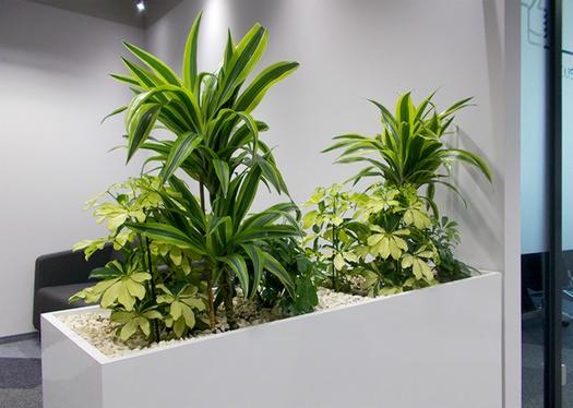 Nowoczesna, biała donica z zielonymi roślinami w biurze, wypełniona białymi kamykami, z szarą sofą w tle.