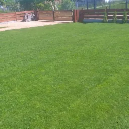 Rozległy, idealnie przystrzyżony trawnik przed posesją z drewnianym ogrodzeniem i młodymi tujami.