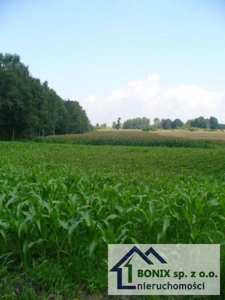 Rozległa działka budowlana porośnięta młodą kukurydzą, widoczna linia drzew w tle, w prawym dolnym rogu logo firmy Bonix Nieruchomości.