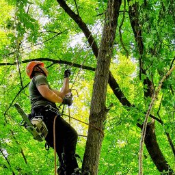 Royal Serwis Sebastian Pachocki - Pracownik w kasku, z piłą spalinową, wspina się po drzewie zabezpieczony linami, otoczony gęstą zielenią liści.