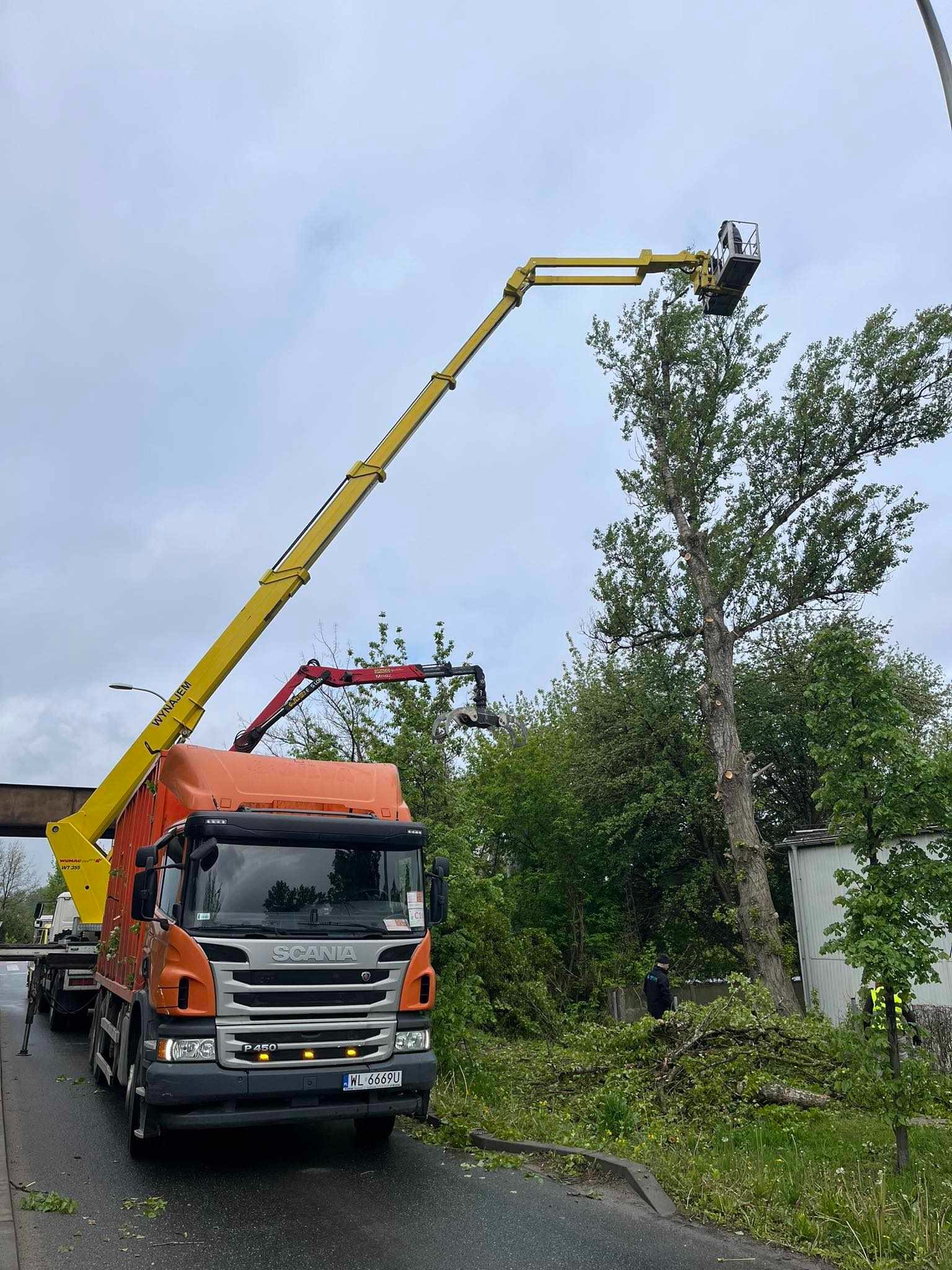 Żółty podnośnik koszowy Scania tnie drzewo z licznymi, świeżymi śladami cięcia. Obok leżą obcięte gałęzie. Widoczny operator w koszu i pracownik na ziemi.