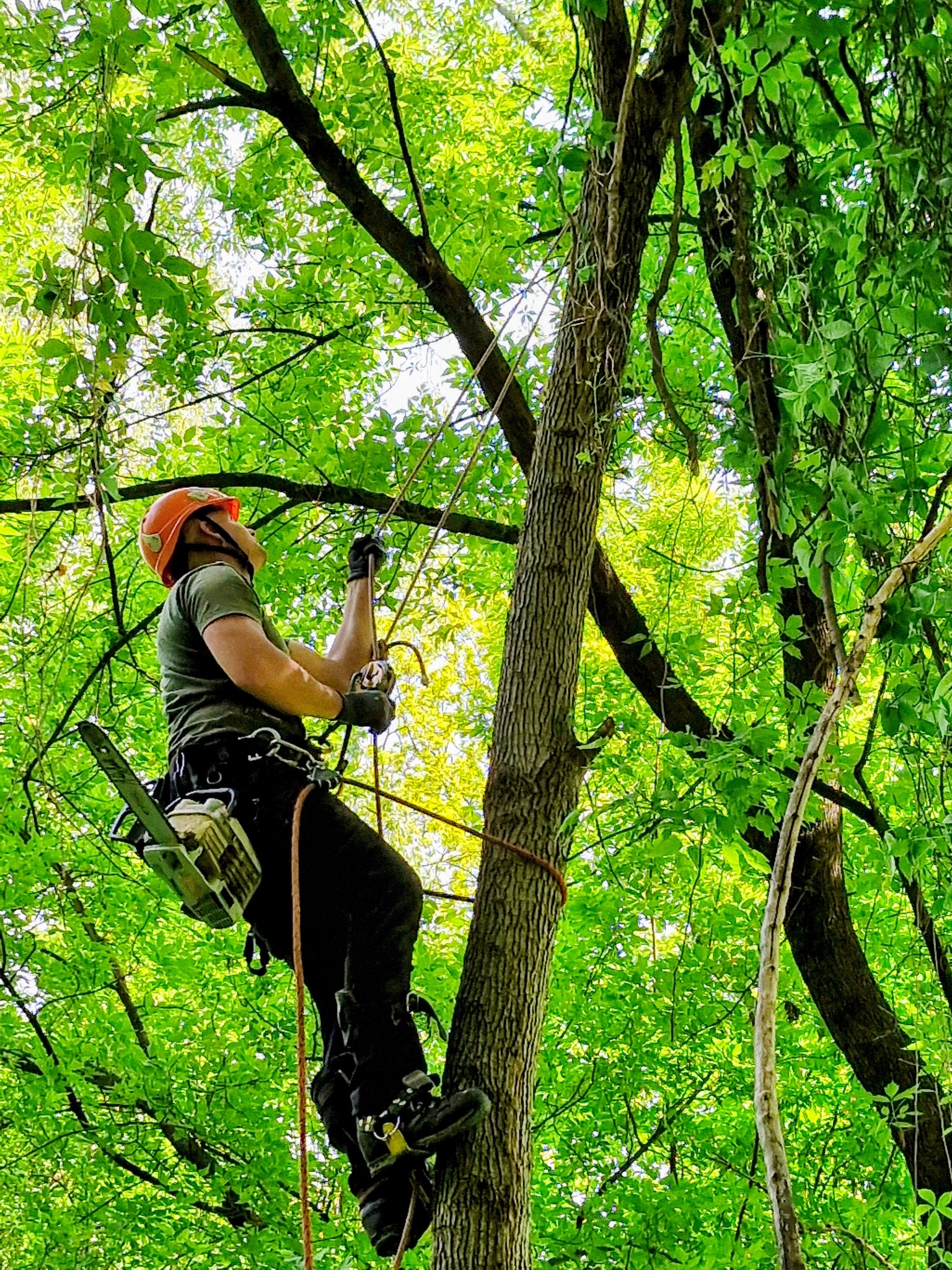 Pracownik w kasku, z piłą spalinową, wspina się po drzewie zabezpieczony linami, otoczony gęstą zielenią liści.
