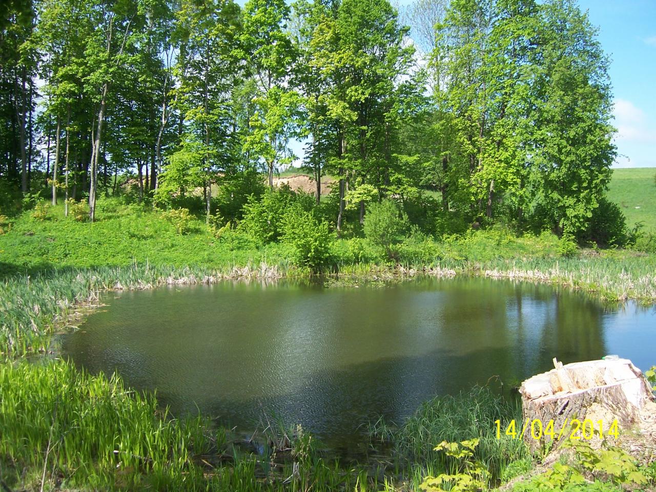 Malowniczy staw otoczony bujną zielenią drzew i traw, z widocznym pniem ściętego drzewa w prawym dolnym rogu. Refleksy światła na wodzie.