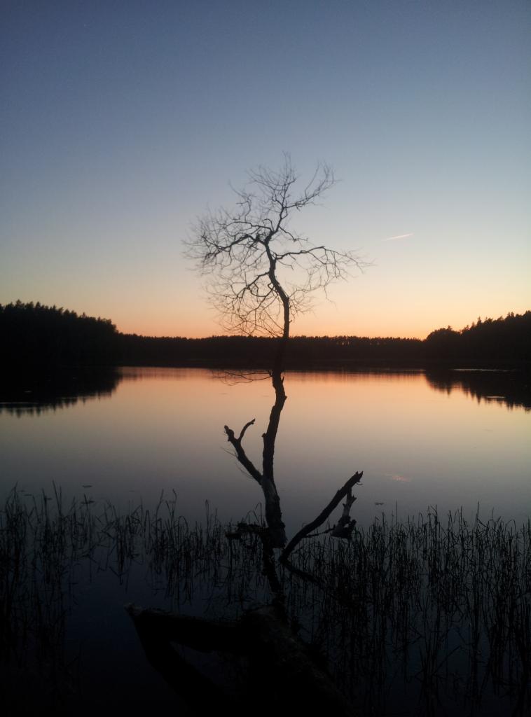 Samotne, uschnięte drzewo w jeziorze o zmierzchu. W tle ciemny las i pomarańczowo-niebieskie niebo. Woda spokojna, odbija światło. Minimalistyczny krajobraz.