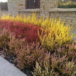 Klomby z wrzosów w odcieniach różu, czerwieni i żółci, posadzone wzdłuż kamiennego murku i chodnika.