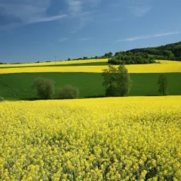 Olej rzepakowy do 30ppm