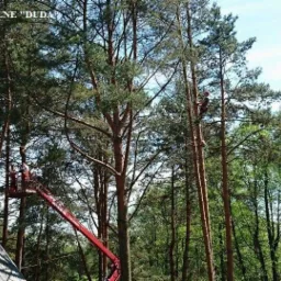 Pracownik na podnośniku koszowym przy wysokich sosnach, drugi pracownik wspina się po pniu, widoczne logo firmy 'Usługi Komunalne DUDA' i numer telefonu w górnym rogu zdjęcia.