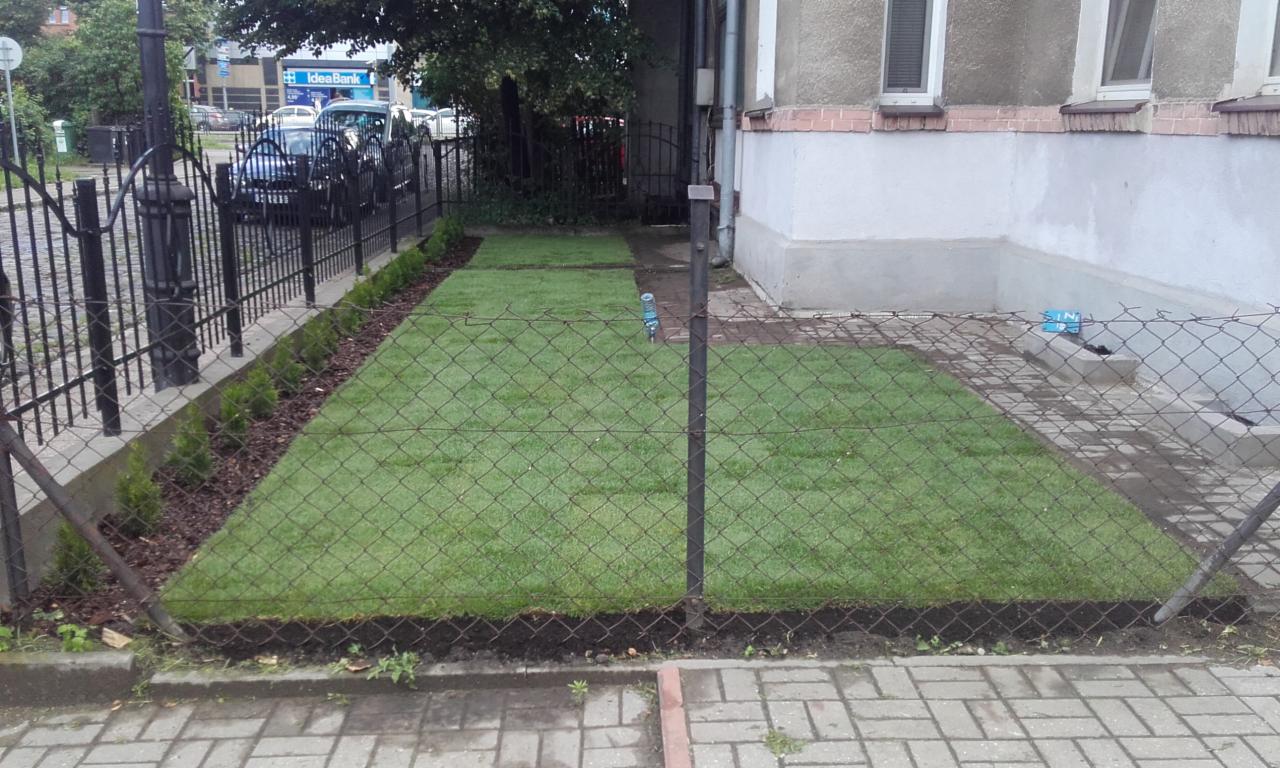 Świeżo założony trawnik z rolki w Gdańsku, obrzeża obsadzone młodymi tujami, widok przez ogrodzenie z siatki.