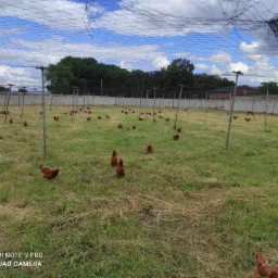 Stado kur rasy Rhode Island Red na pastwisku z siatką ochronną, w tle budynki gospodarcze i drzewa.