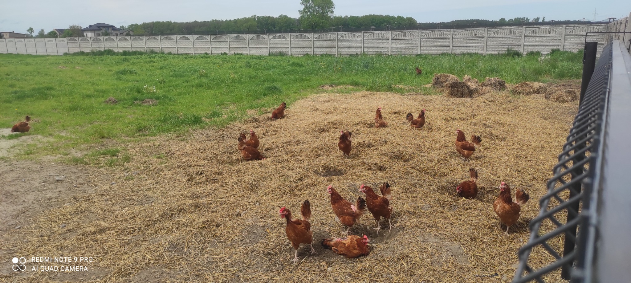 Stado kur rasy Rhode Island Red na wybiegu z podsypką ze słomy, widoczne ogrodzenie i budynki w tle.