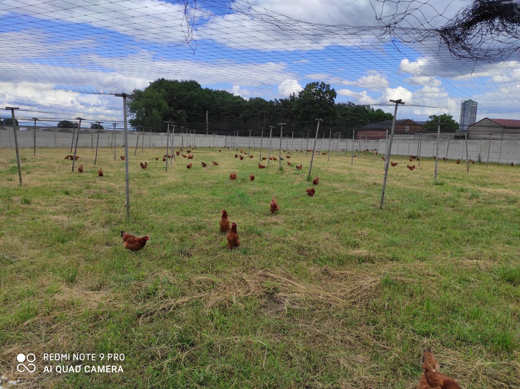 Stado kur rasy Rhode Island Red na pastwisku z siatką ochronną, w tle budynki gospodarcze i drzewa.