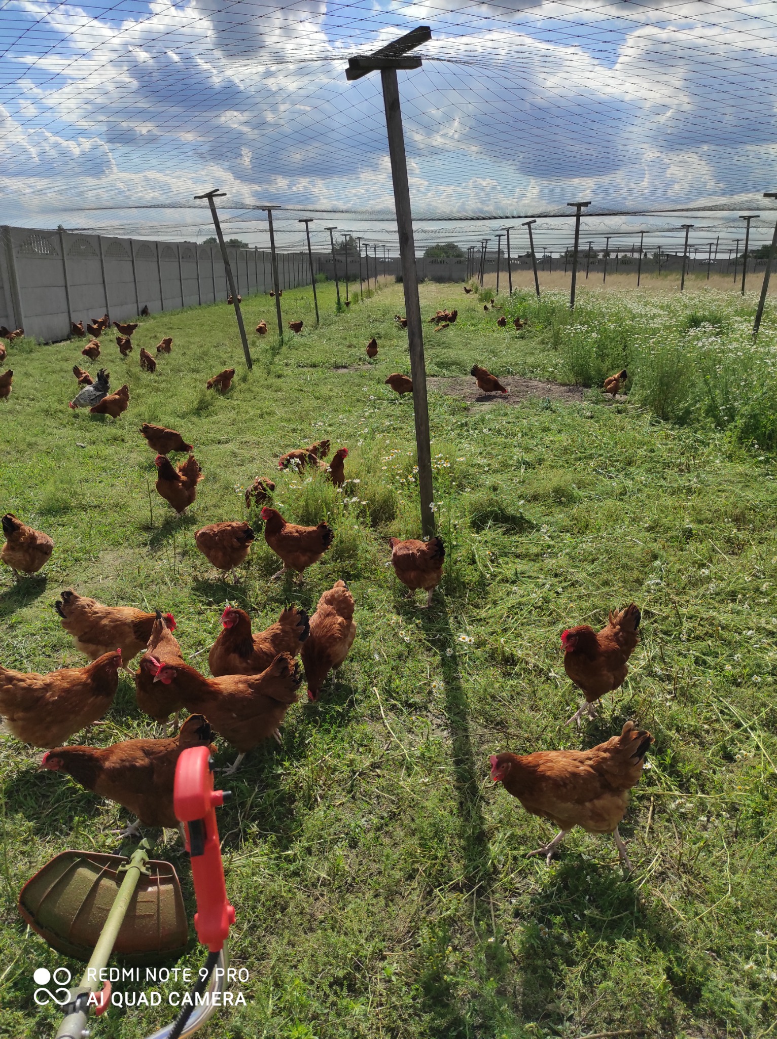 Kury grzebiące w trawie na wolnym wybiegu pod siatką ochronną, z widocznym fragmentem kosiarki do trawy w dolnym rogu.