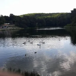 Spokojne jezioro z łabędziami i kaczkami pływającymi po wodzie, otoczone zielonym lasem i brzegiem z muralem w tle.