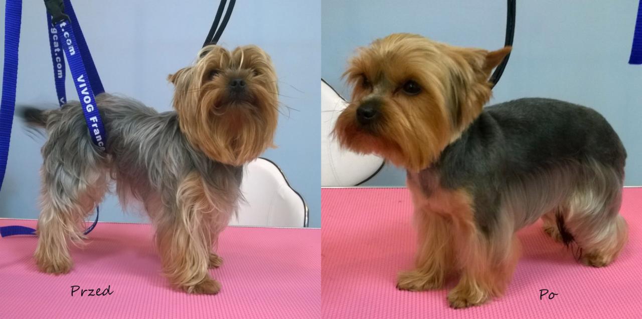 SpaDog Salon Groomerski Psi Fryzjer