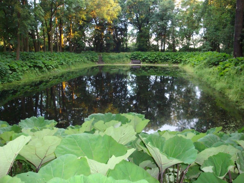 Spokojny staw otoczony bujną zielenią, drzewami i roślinami o dużych liściach. Woda odbija drzewa, tworząc lustrzany efekt. U góry schody i ławka.