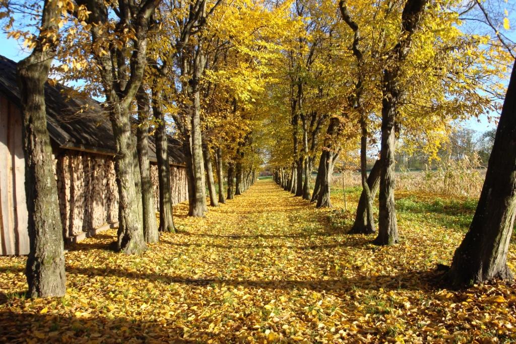 Jesienny pejzaż: aleja drzew z żółtymi liśćmi, drewniana szopa z ułożonym drewnem w tle, słoneczny dzień.