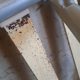 Zwalczanie pluskiew domowych