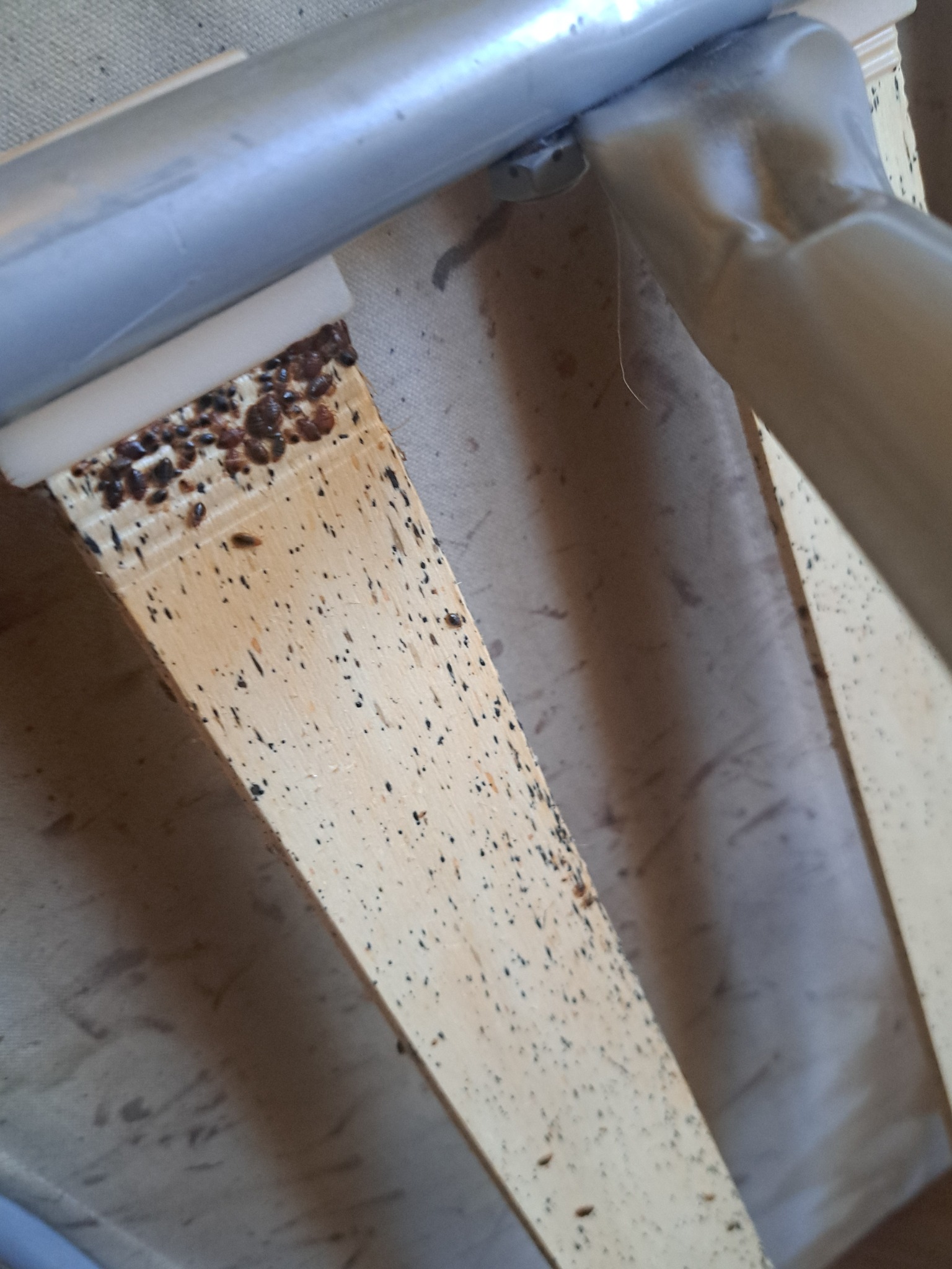 Zwalczanie pluskiew domowych