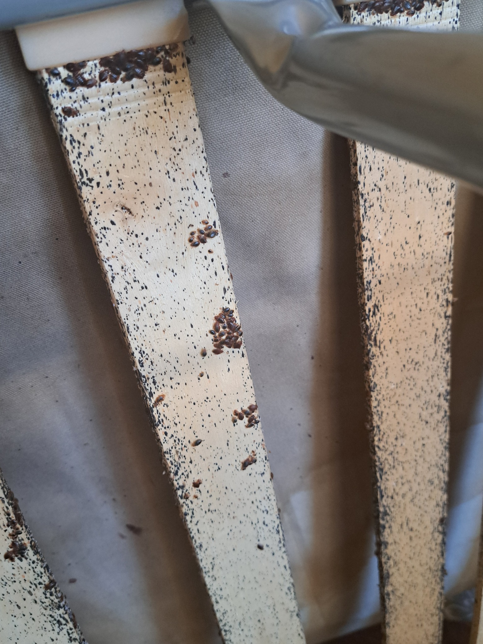 Inwazja pluskiew na drewnianej ramie łóżka. Widoczne skupiska owadów i ich odchody. Potrzeba dezynsekcji.