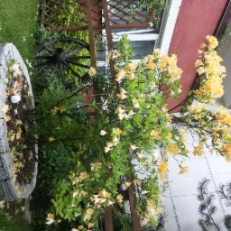 Kwitnący krzew w kamiennej obudowie na trawniku, z dekoracyjnym wozem w tle i fragmentem elewacji budynku. Żółte kwiaty i zielona trawa.