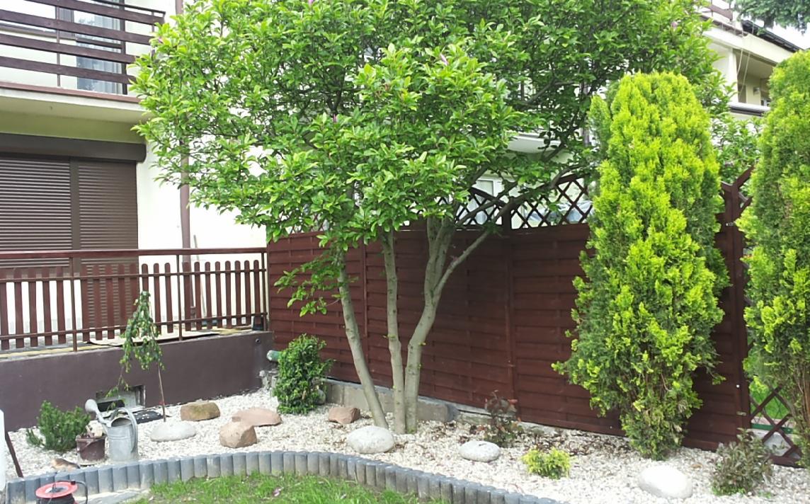 Aranżacja ogrodu z brązowym płotem, drzewem i krzewami. Białe kamienie wzdłuż obrzeża trawnika. W tle budynek z brązowymi roletami i balustradą.