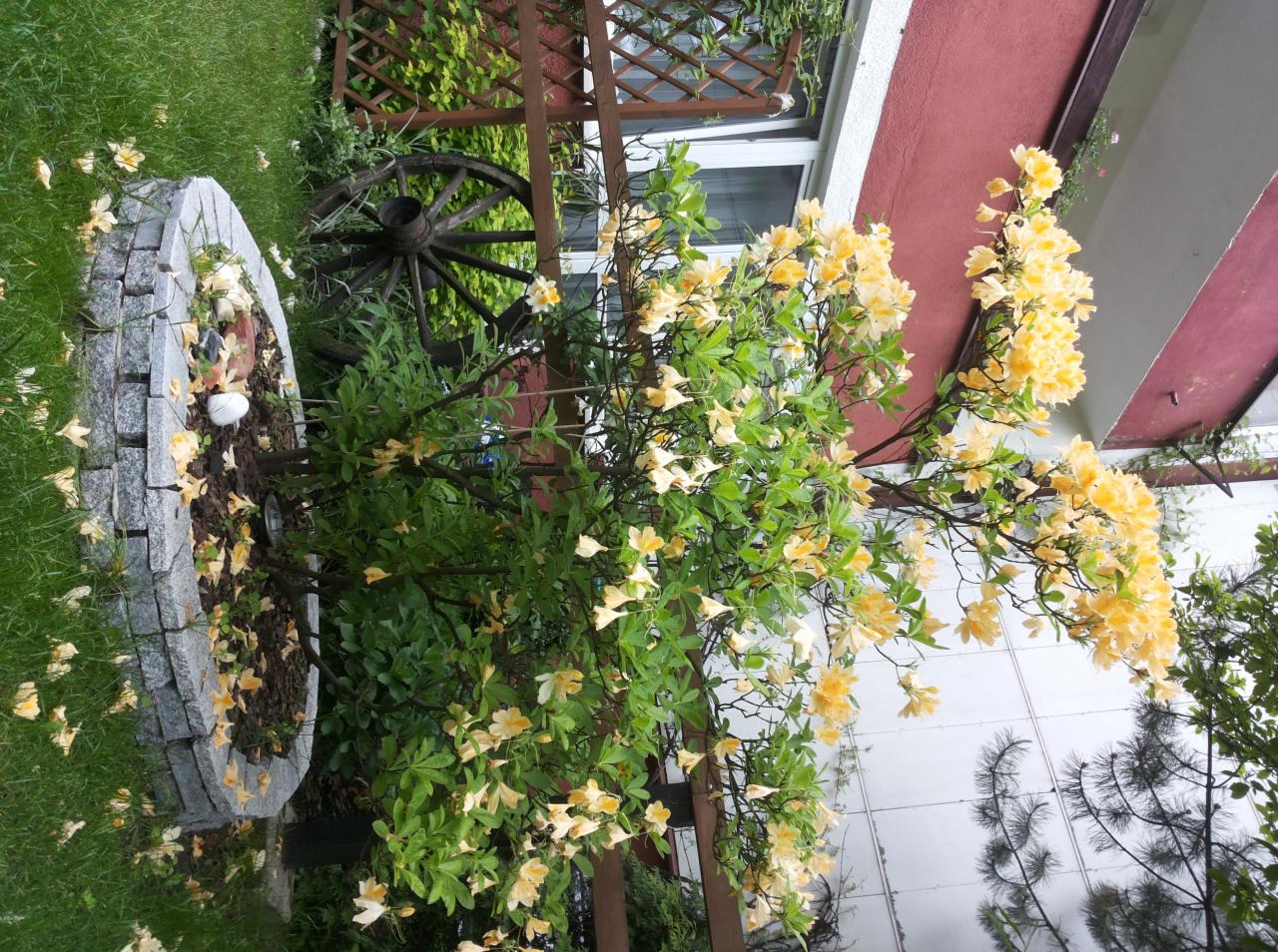 Kwitnący krzew w kamiennej obudowie na trawniku, z dekoracyjnym wozem w tle i fragmentem elewacji budynku. Żółte kwiaty i zielona trawa.