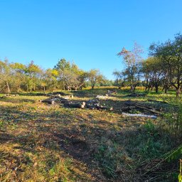 Dariusz Ryś - Wycinka drzew,czyli przygotowanie terenu pod budowę.