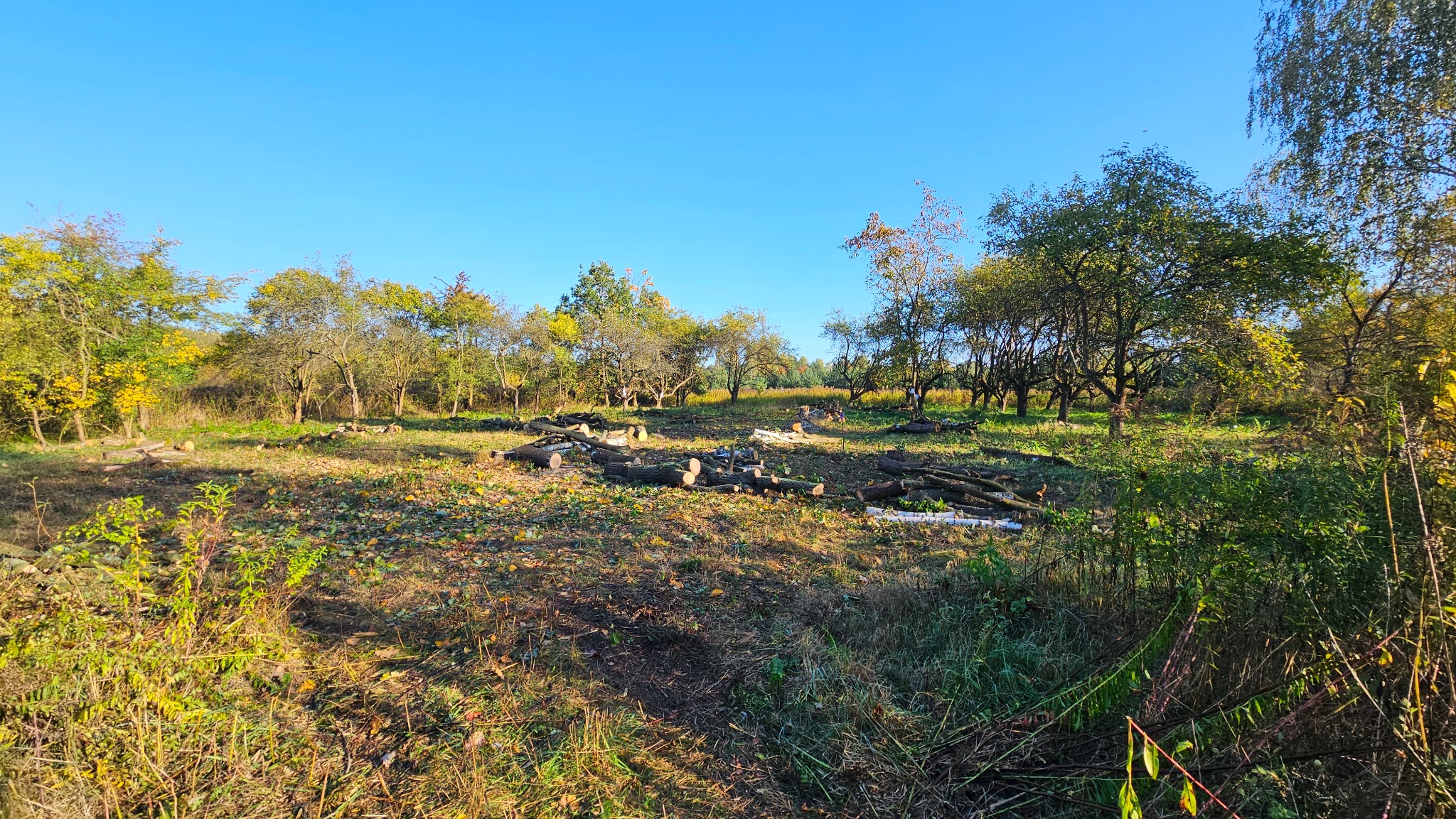 Wycinka drzew,czyli przygotowanie terenu pod budowę.