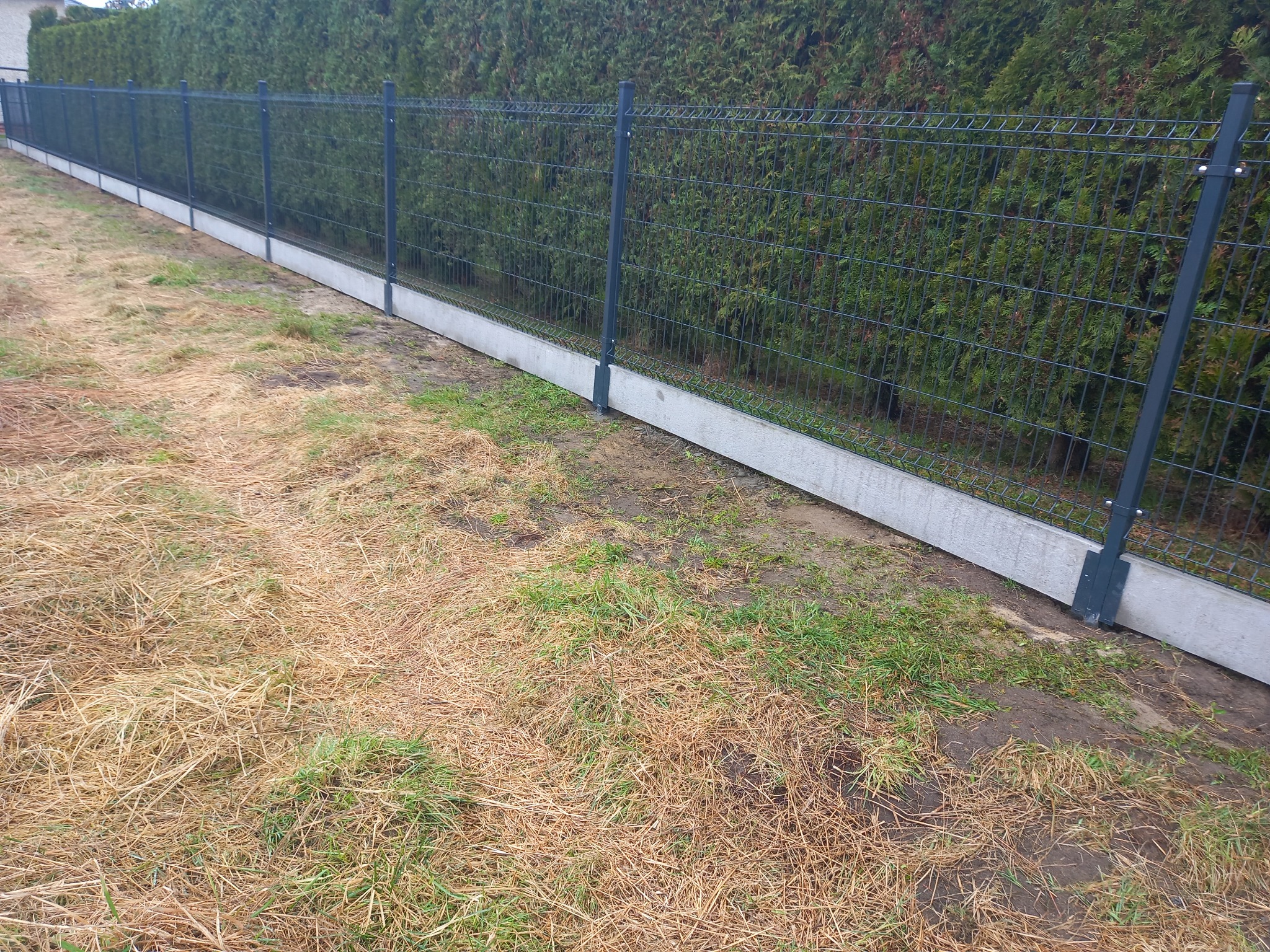 Długi fragment szarego ogrodzenia z paneli na betonowej podmurówce, za którym rosną wysokie tuje, a przed nim uschnięta trawa.