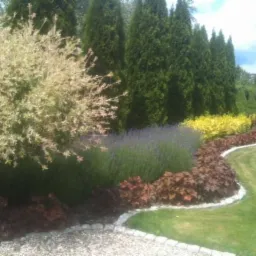 Uformowany ogród z żywopłotem z tuj, lawendą i ozdobnymi krzewami wzdłuż trawnika, obrzeże z kostki brukowej, widok z poziomu gruntu.