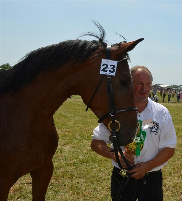 Mężczyzna w koszulce z nadrukiem trzyma konia z numerem 23, prawdopodobnie na zawodach jeździeckich. Tłum w tle.