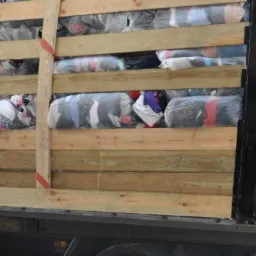 Ciężarówka z drewnianą skrzynią wypełnioną workami z odzieżą używaną, widoczne opony i fragment kabiny. Przewóz hurtowy odzieży.