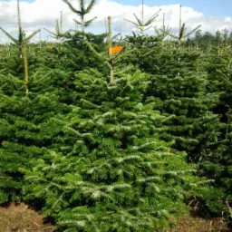 Plantacja gęstych, zielonych choinek iglastych z pomarańczowymi etykietami, na tle błękitnego nieba z chmurami. Widok z bliska na drzewka.
