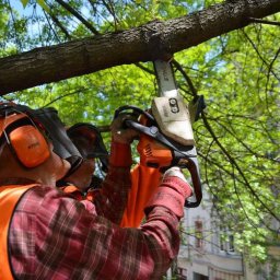 Trociny i zrębki drzewne Jastków 4