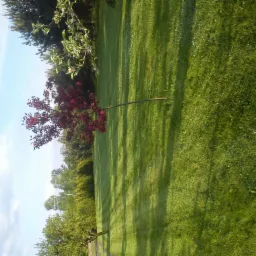 Soczysta zieleń trawnika z młodym drzewkiem o bordowych liściach w słoneczny dzień. Cienie drzew na trawie, błękitne niebo z chmurami w tle. Ujęcie z poziomu gruntu.