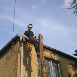 Arborysta w kasku i uprzęży, z piłą spalinową, siedzi na ściętym pniu drzewa na dachu budynku. Widok od dołu, błękitne niebo w tle.