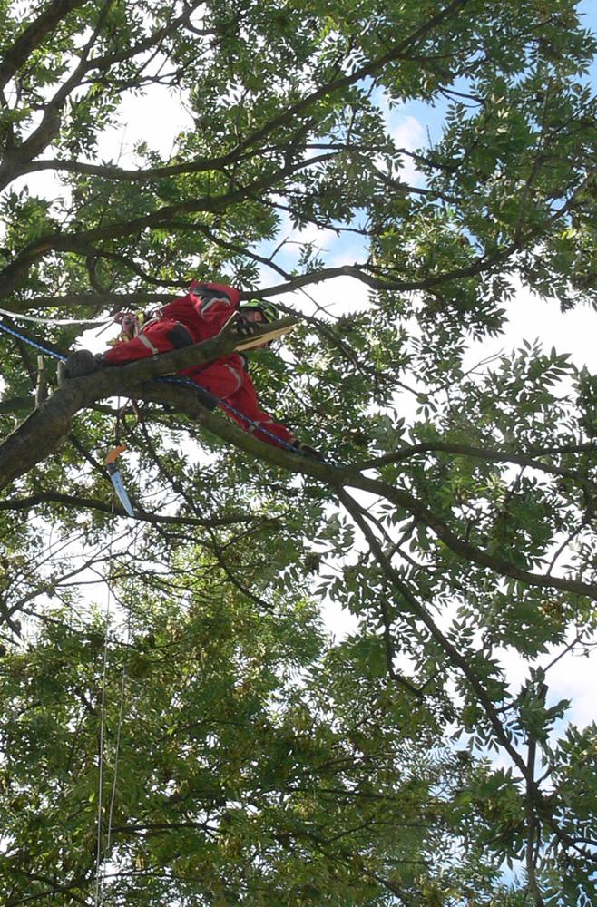 Arborysta w czerwonym kombinezonie, zabezpieczony linami, przycina gałąź drzewa. Nóż w pochwie. Widok z dołu, korona drzewa z liśćmi na pierwszym planie.
