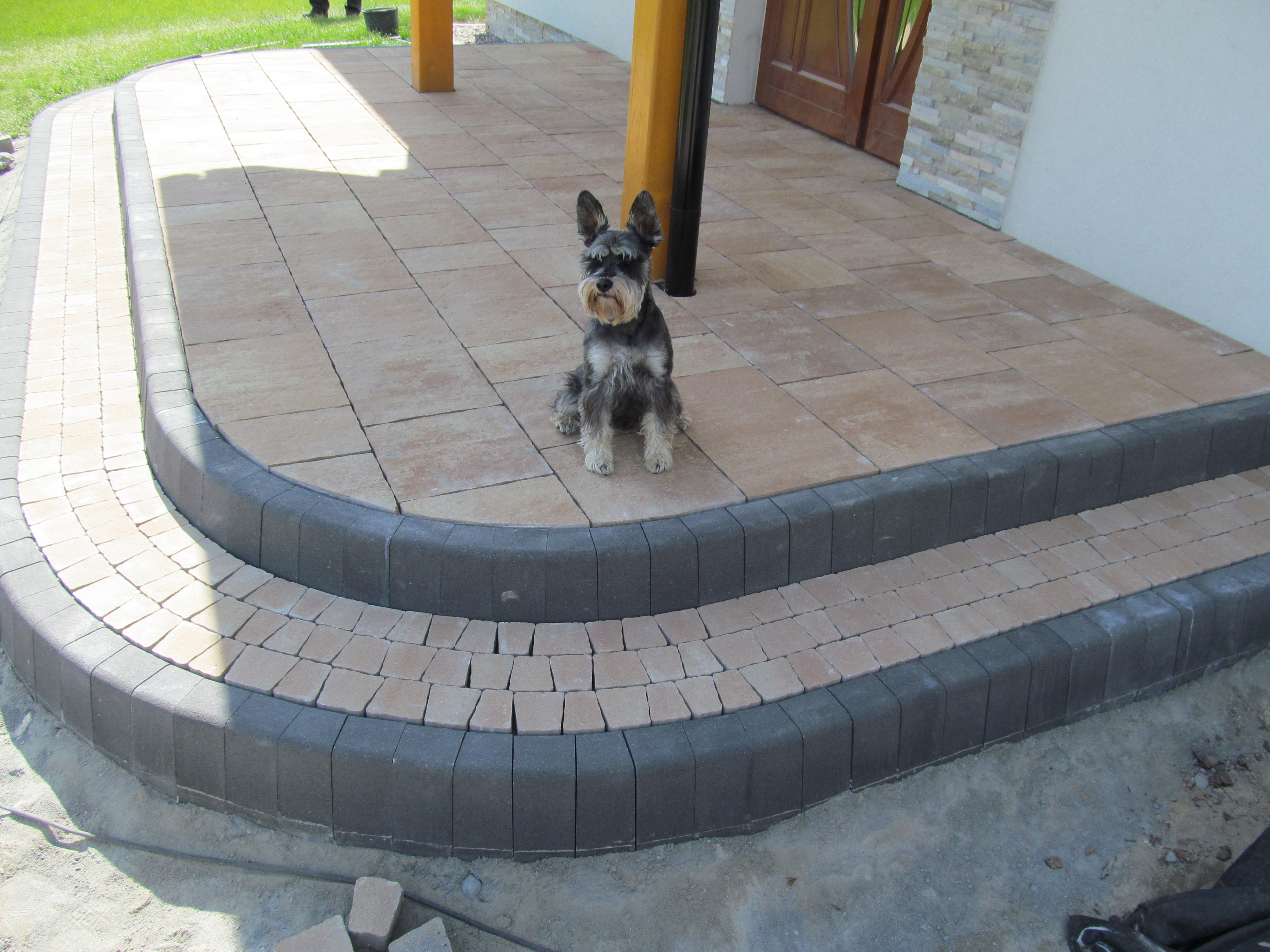 Dwu-stopniowe schody wejściowe do domu wyłożone beżową kostką brukową z szarym obrzeżem; w tle drzwi wejściowe i czujny pies rasy sznaucer miniaturowy.